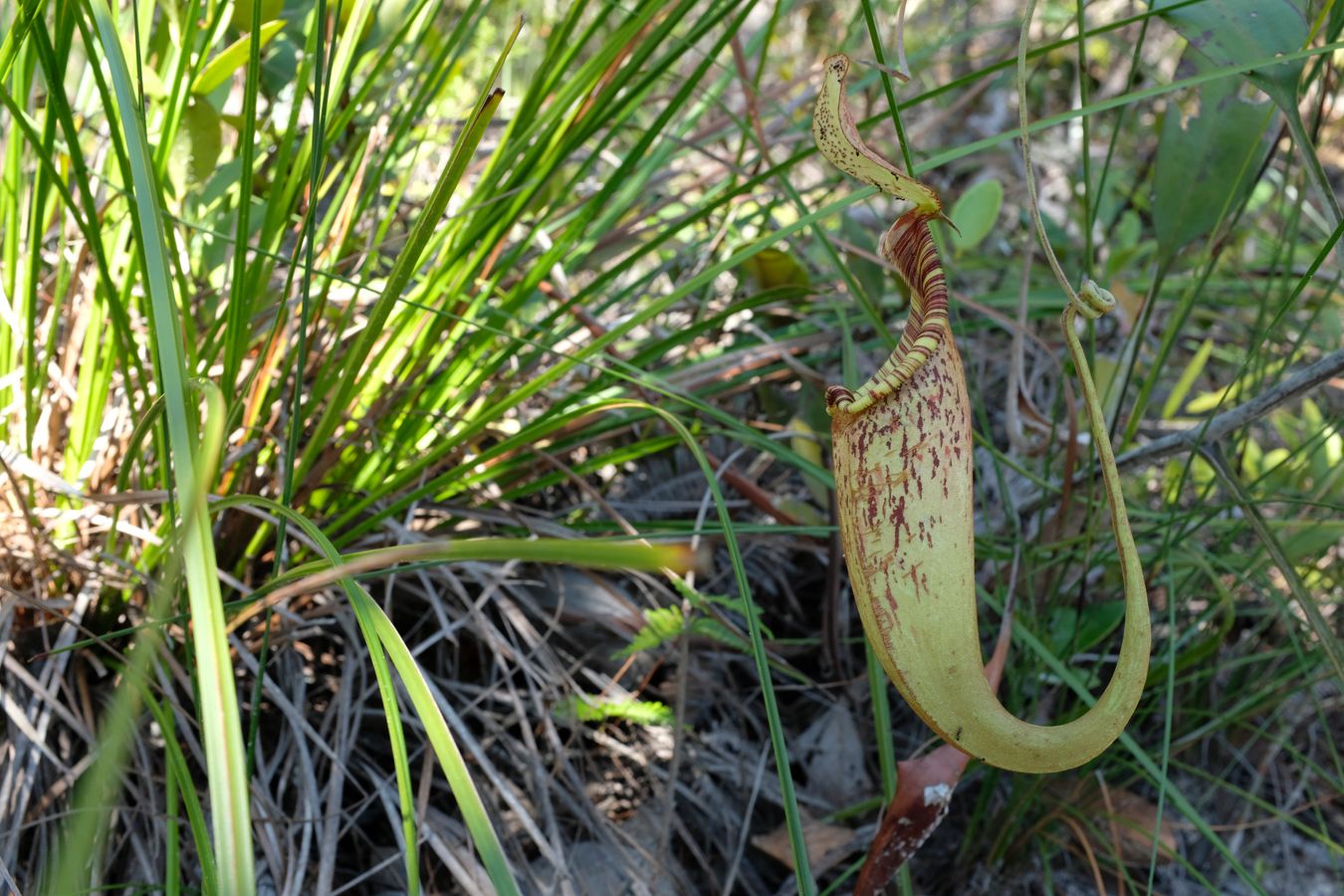 Pitcher Plant { Nepenthes Rafflesiana }