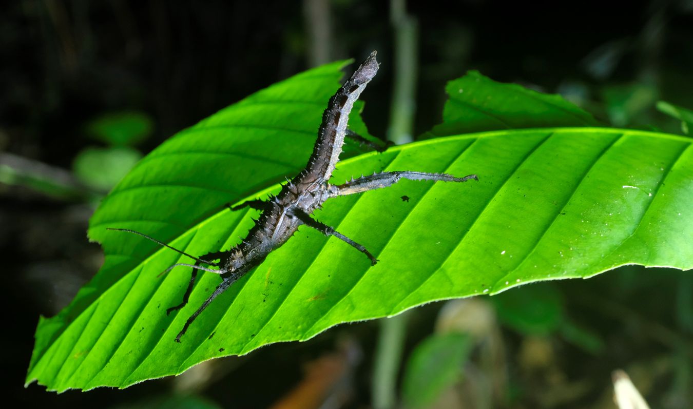 Stick Insect { Haaniella Heteropteryginae }