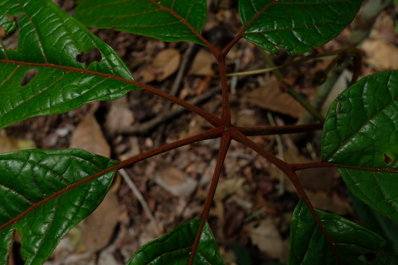 Rubiaceae Plant 