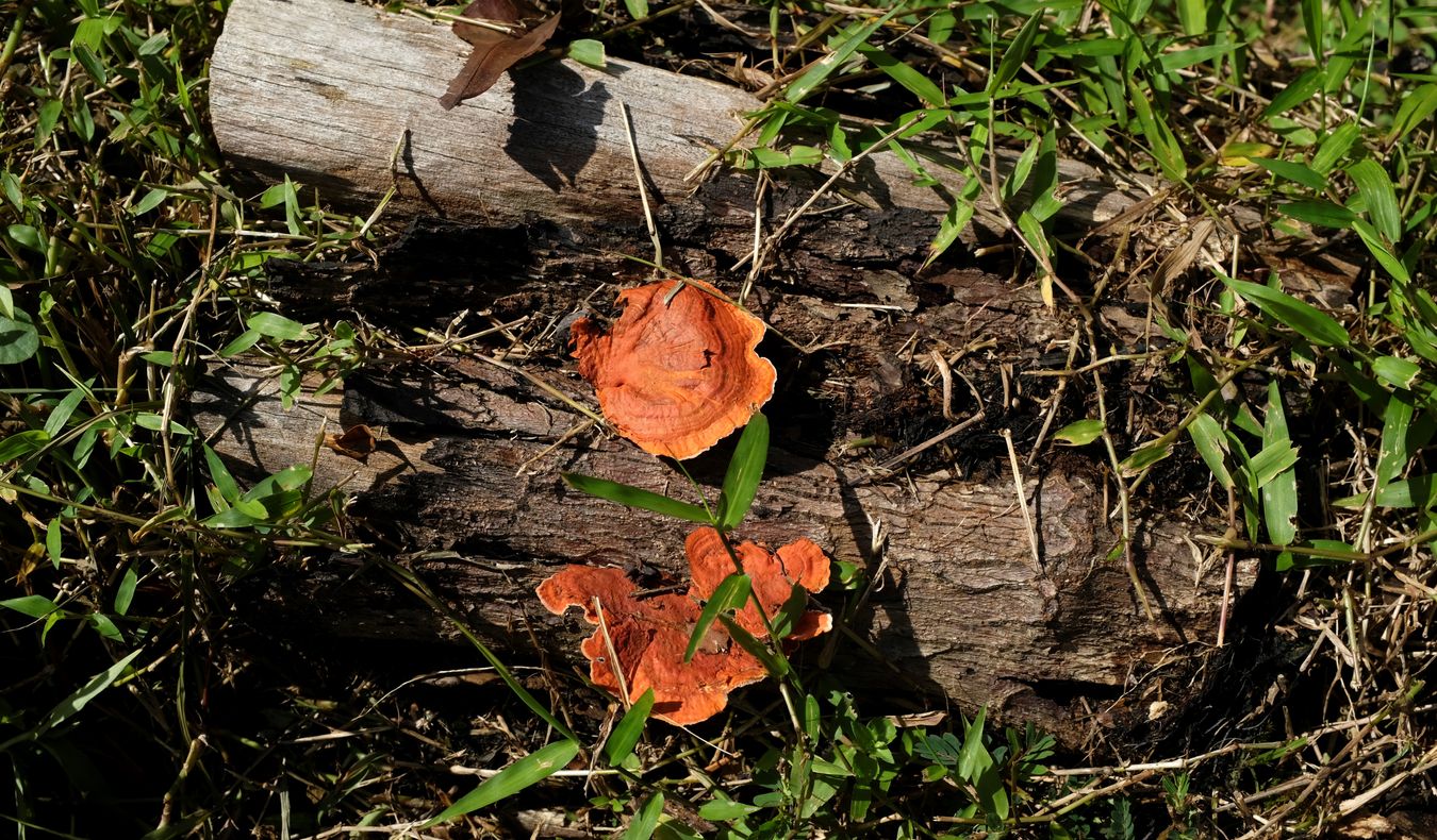 White Rot Saprobic Fungus { Pycnoporus Sanguineus }