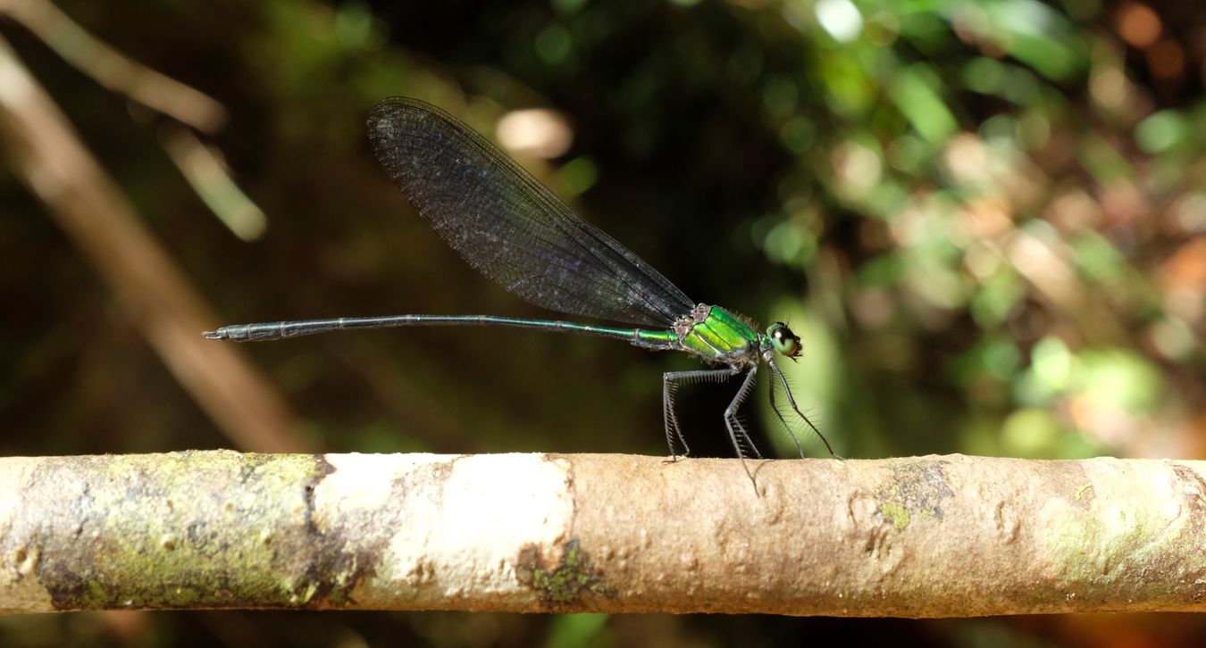 Clear-Winged Forest Glory Damselfly { Vestalis Gracilis } 