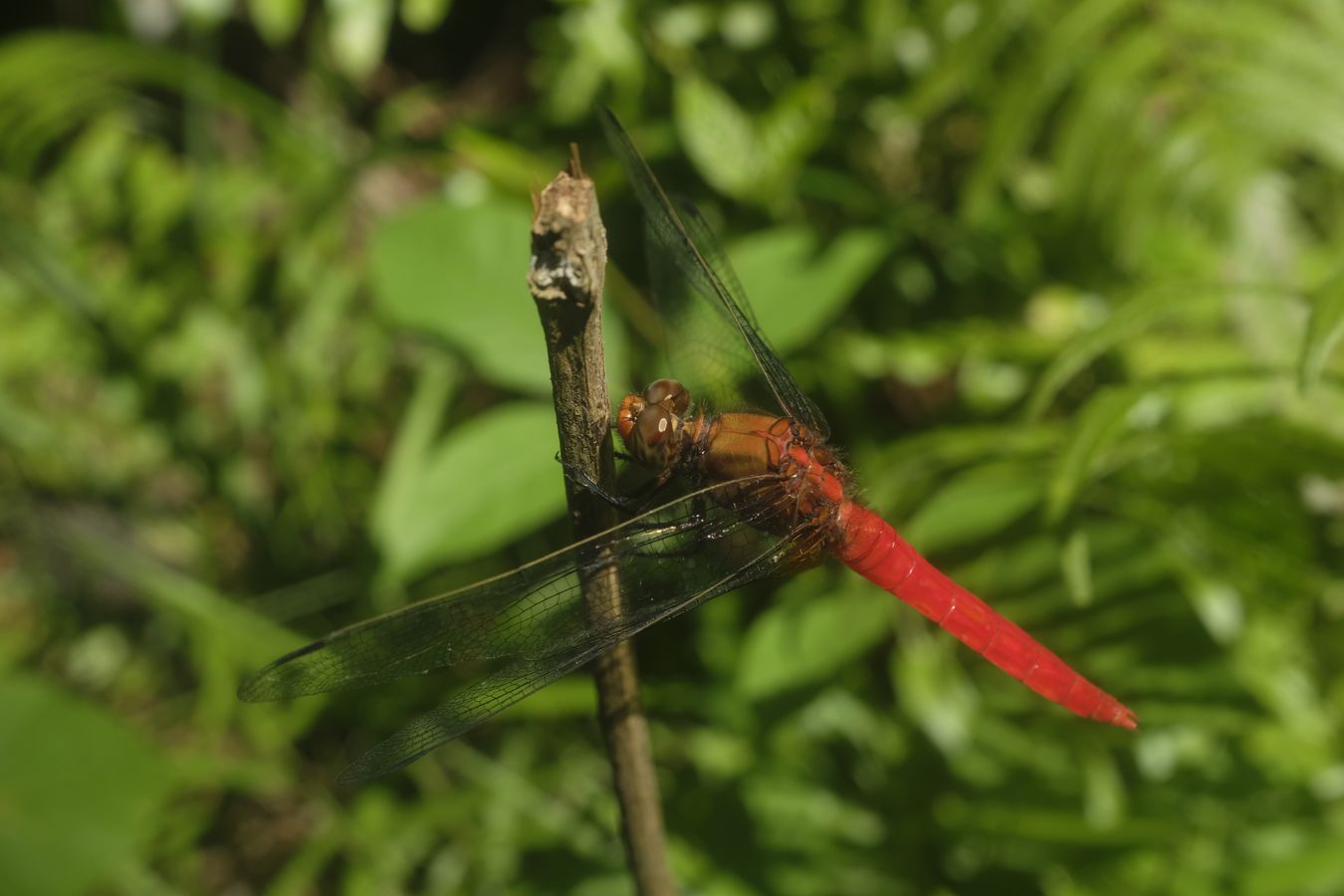 Male Spine-Tufted Skimmer Dragonfly { Orthetrum Chrysis }