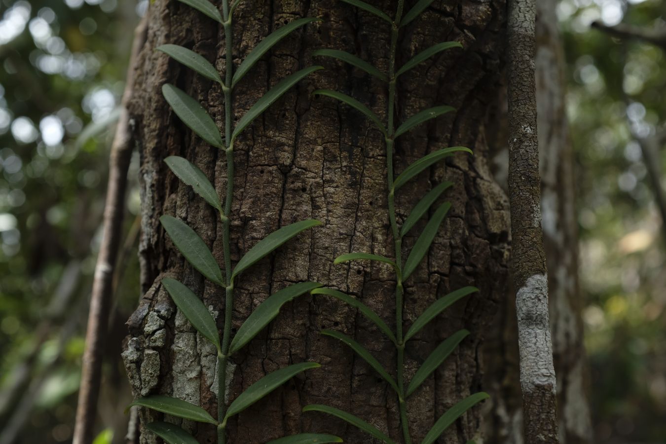 Climbing Plant { Rhaphidophora }