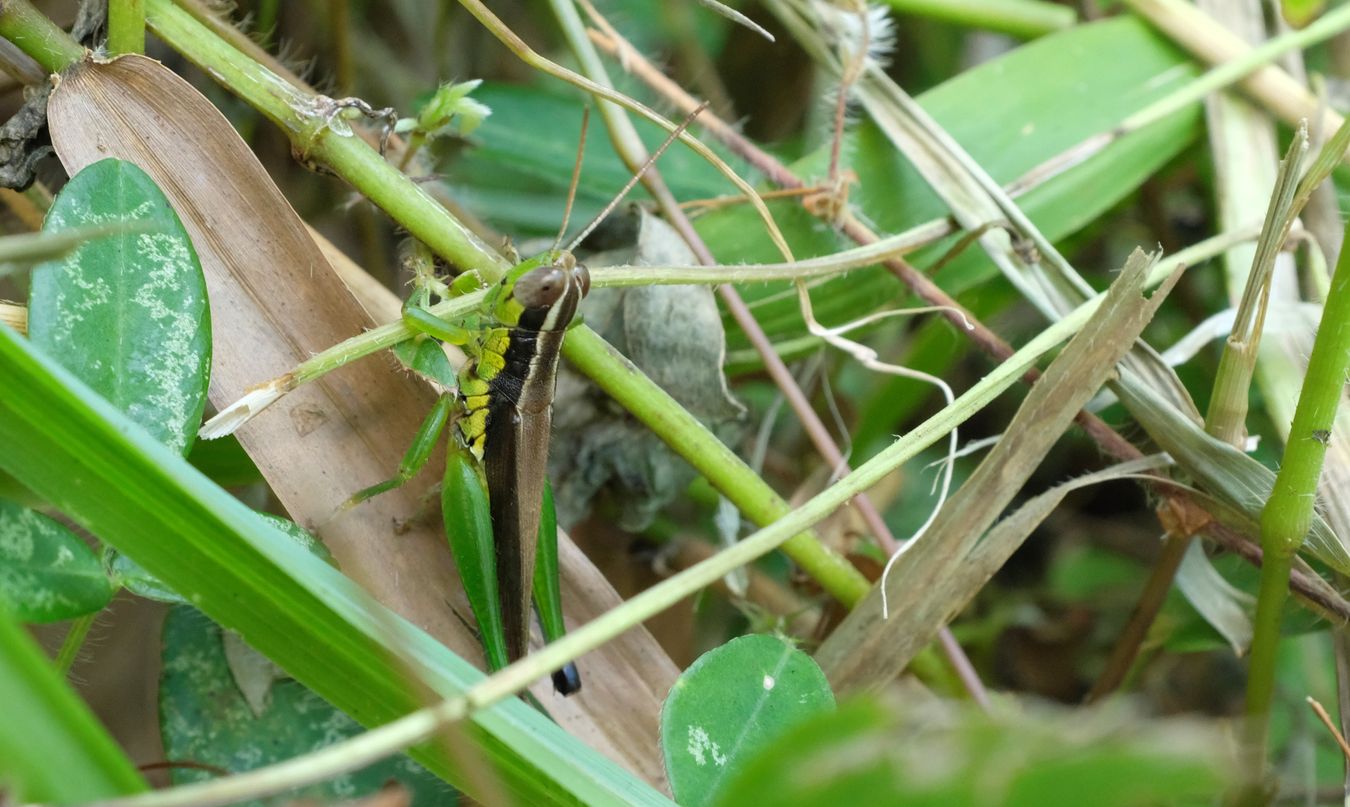 Small Rice Grasshopper { Oxya Hyla Intrincata }