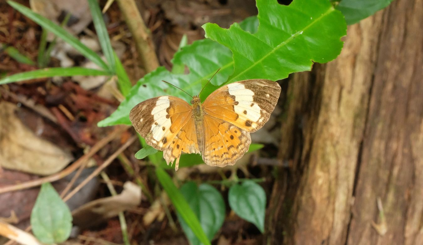 Rustic Butterfly { Cupha Erymanthis }
