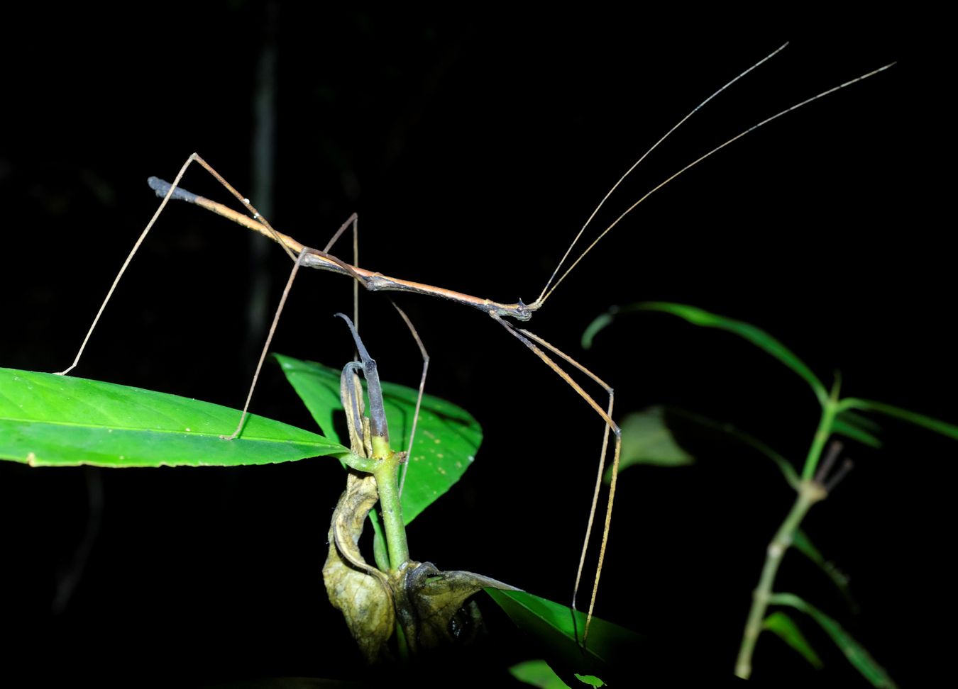 Stick Insect { Phasmatodea Lonchodidae }