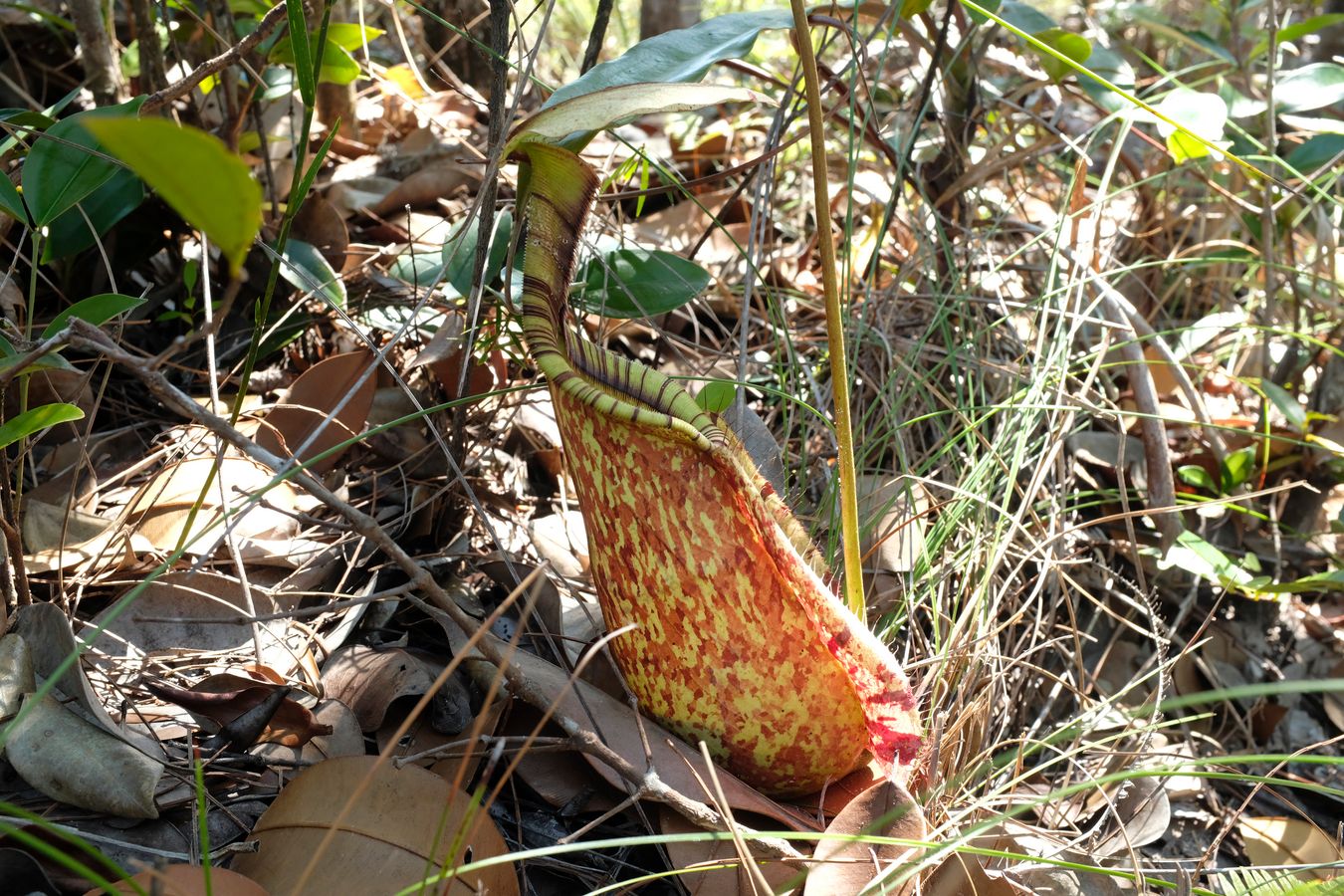 Pitcher Plant { Nepenthes Rafflesiana }