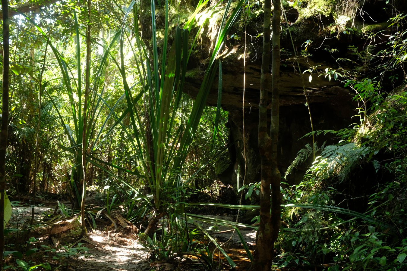 Mixed Dipterocarp Forest and Landscape 