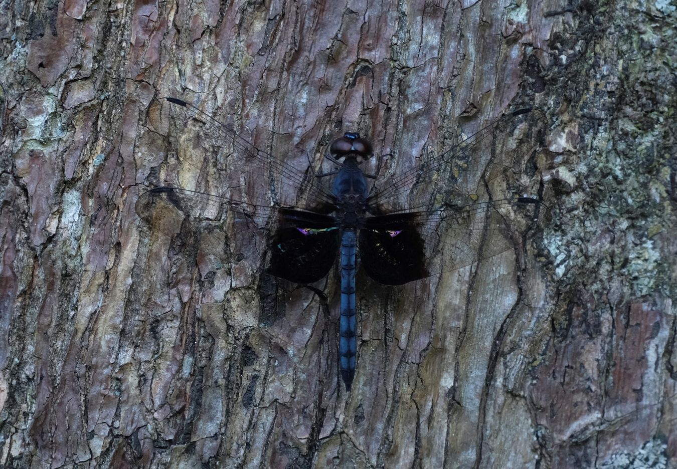 Male Treehugger Dragonfly { Tyriobapta Torrida }