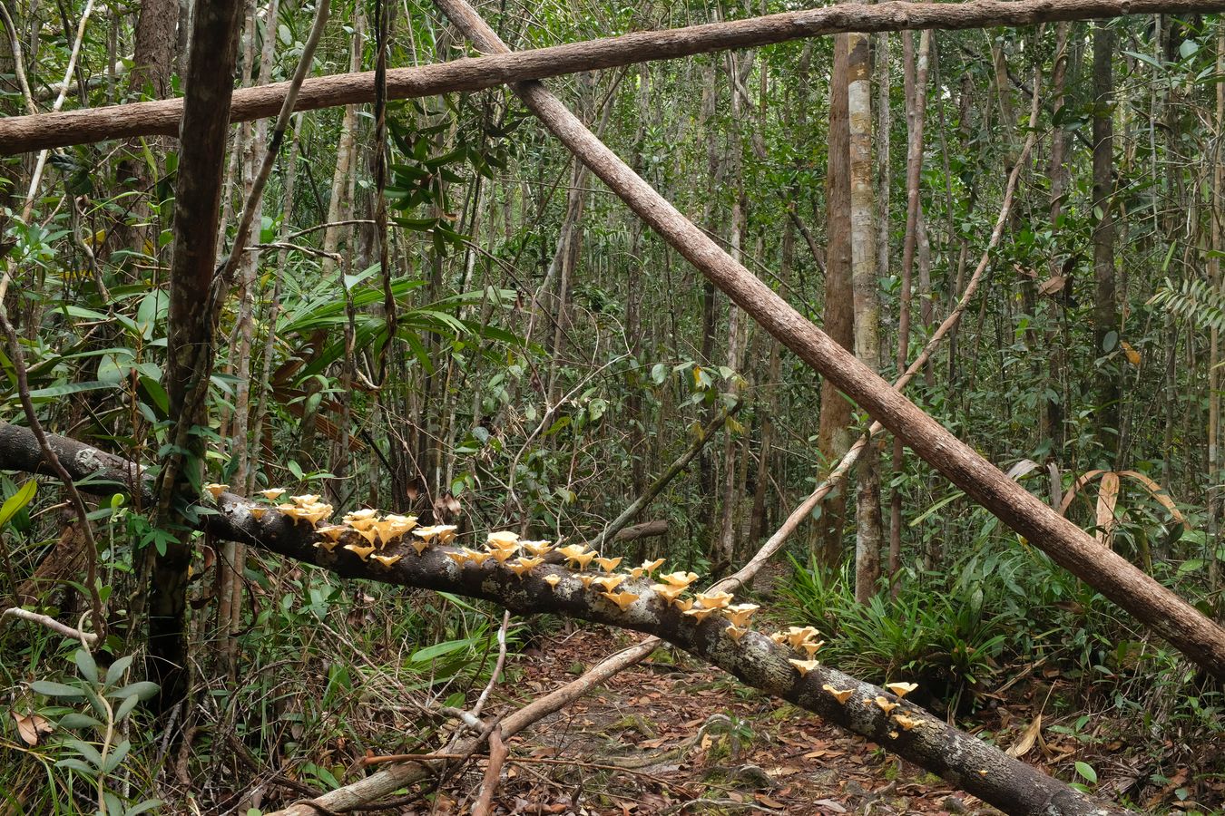 Smooth Chanterelle Fungus { Cantharellus Lateritius ]