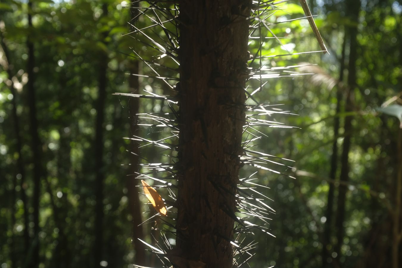 Nibong Palm Spiny Trunk { Oncospermun Sigillarium }