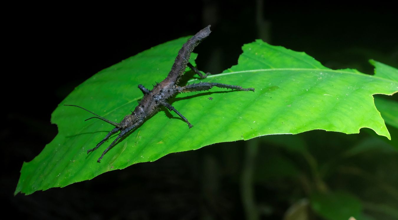 Prickly Haaniella Stick Insect { Haaniella-Echinata }