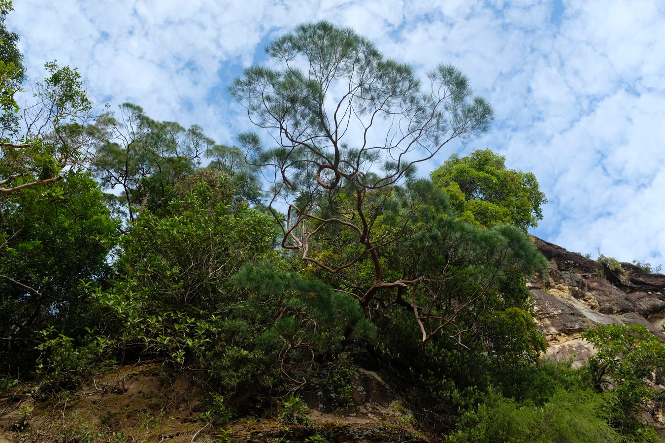 Cliff Vegetation and Landscape