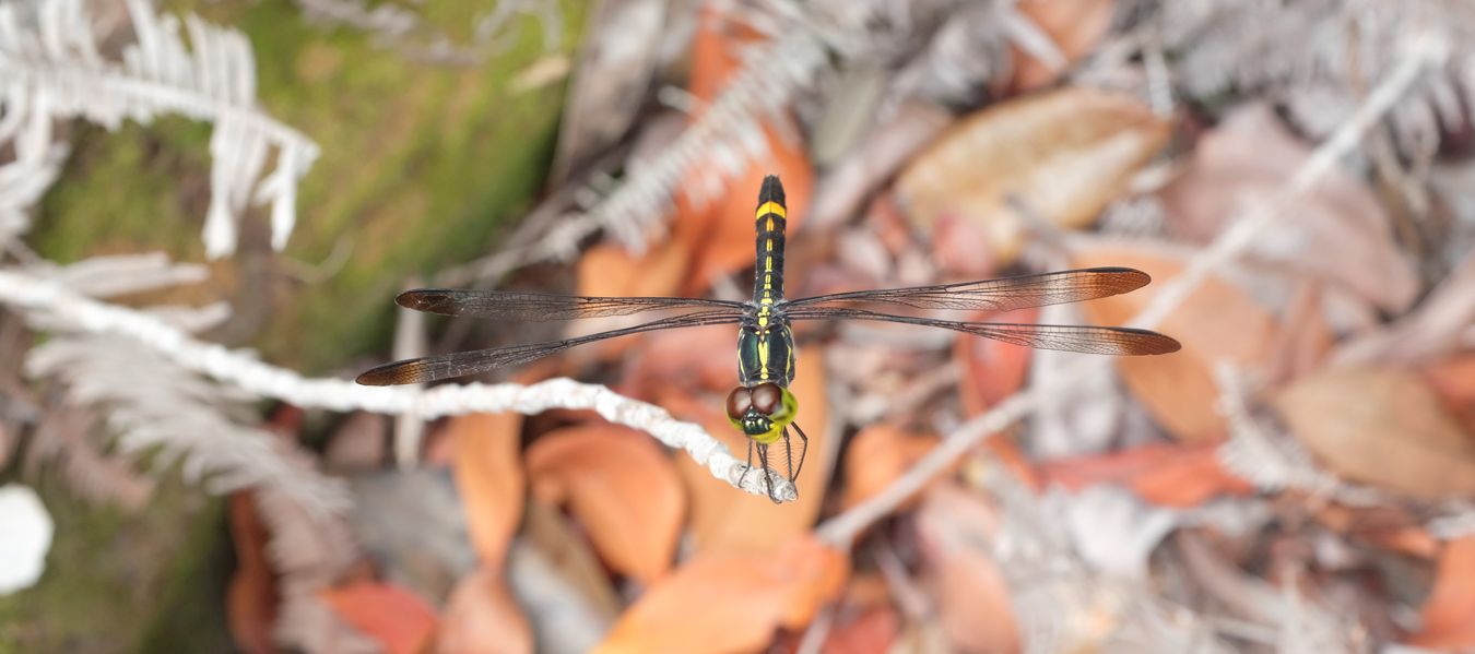 Unknown Black & Yellow Dragonfly, Maybe Gomphidae