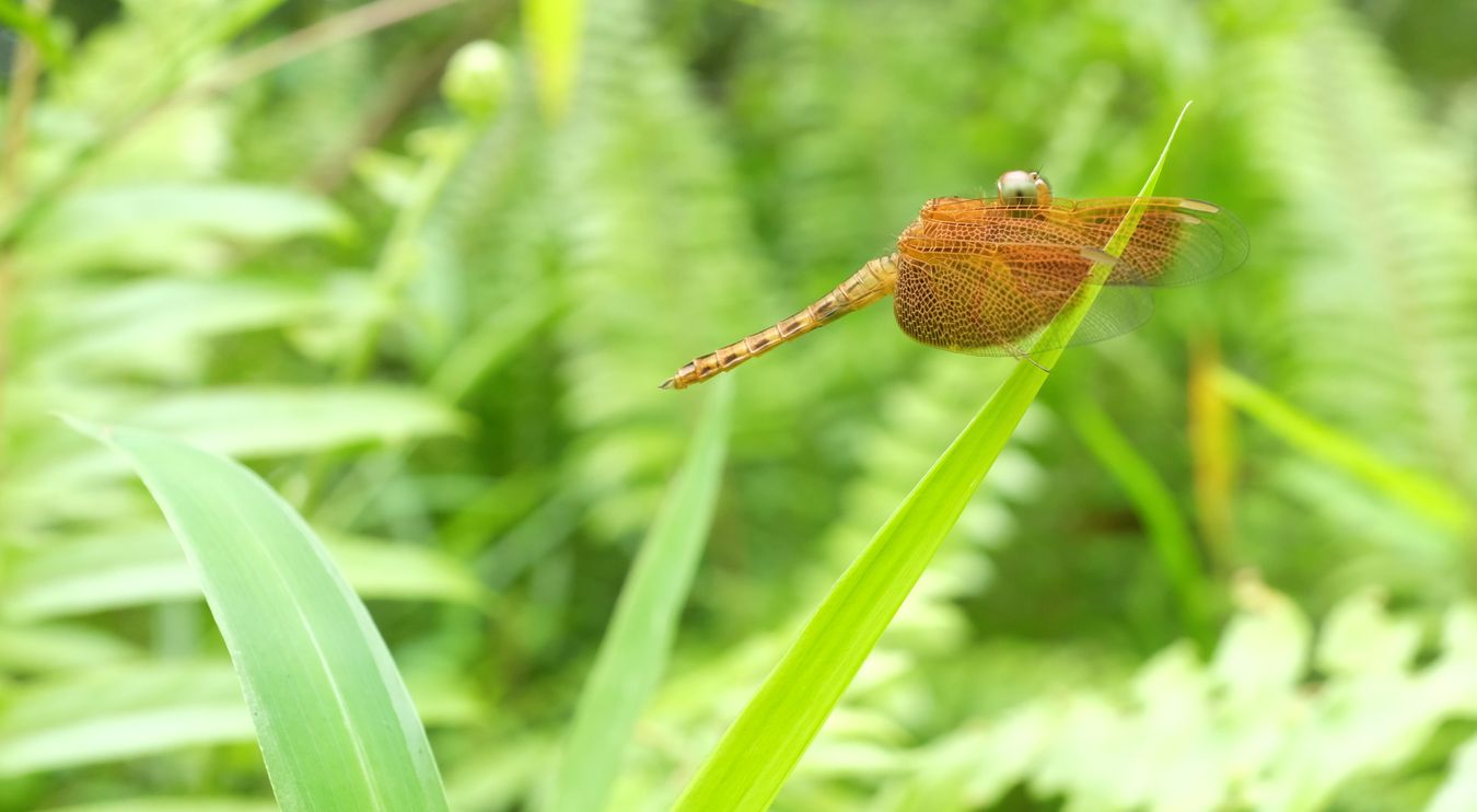 Female Dragonfly { Neurothemis Ramburii