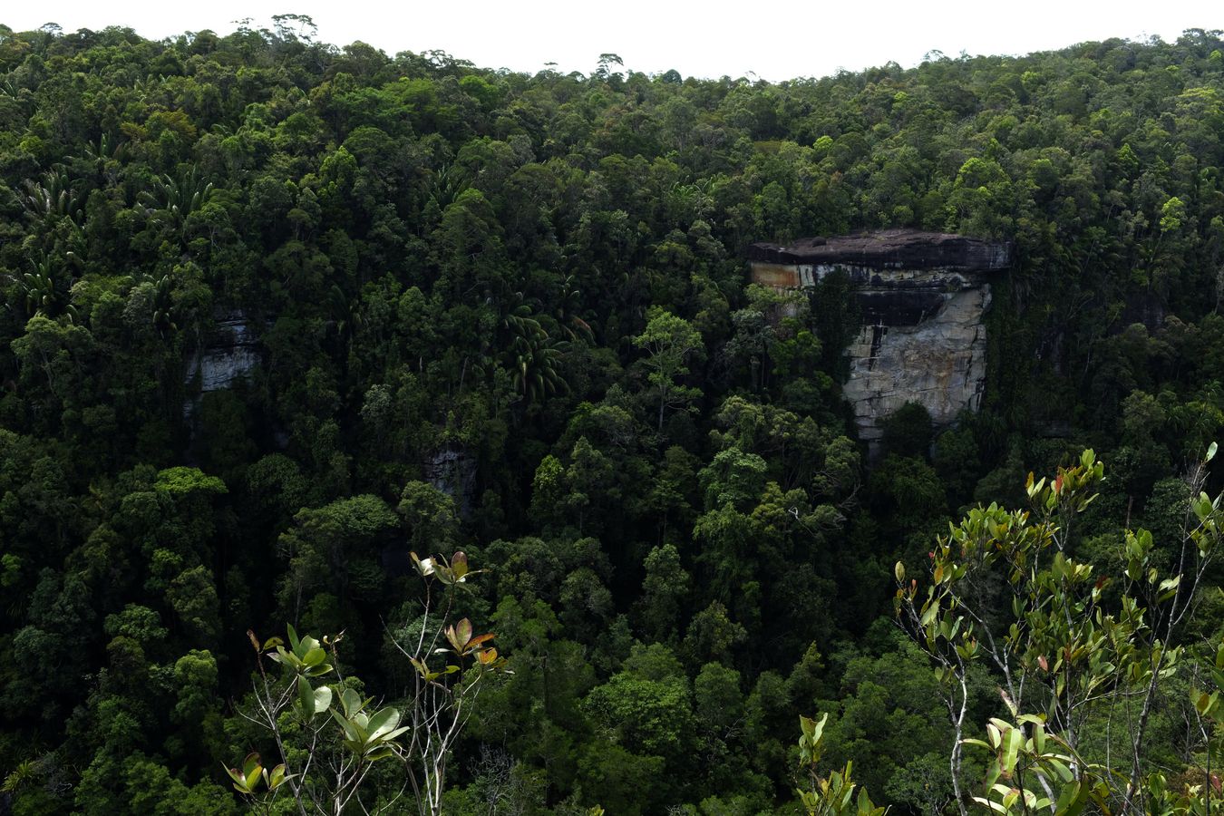 Cliff Vegetation and Landscape