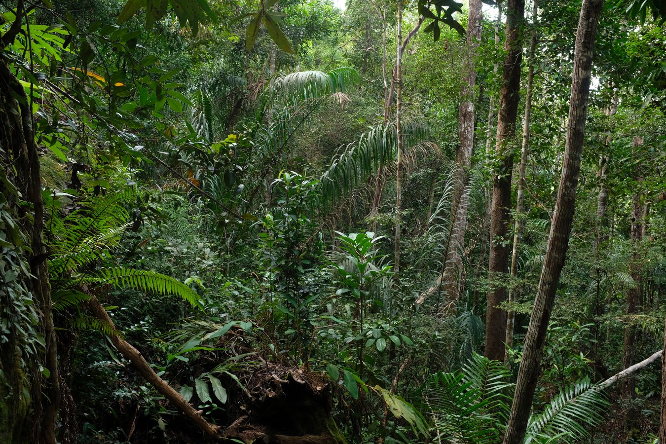 Rainforest Landscape