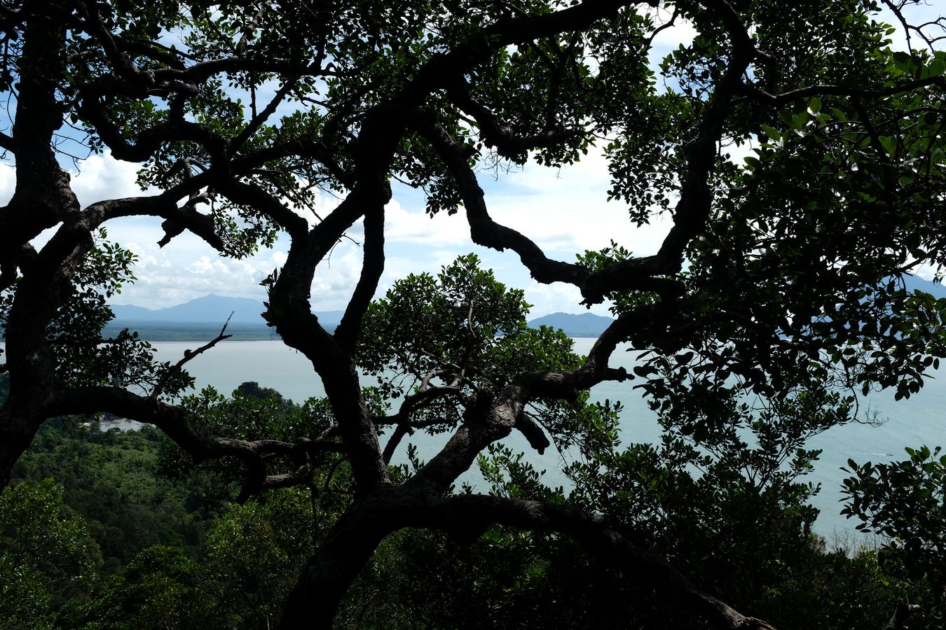 Rainforest Landscape and Santubong Mountain View