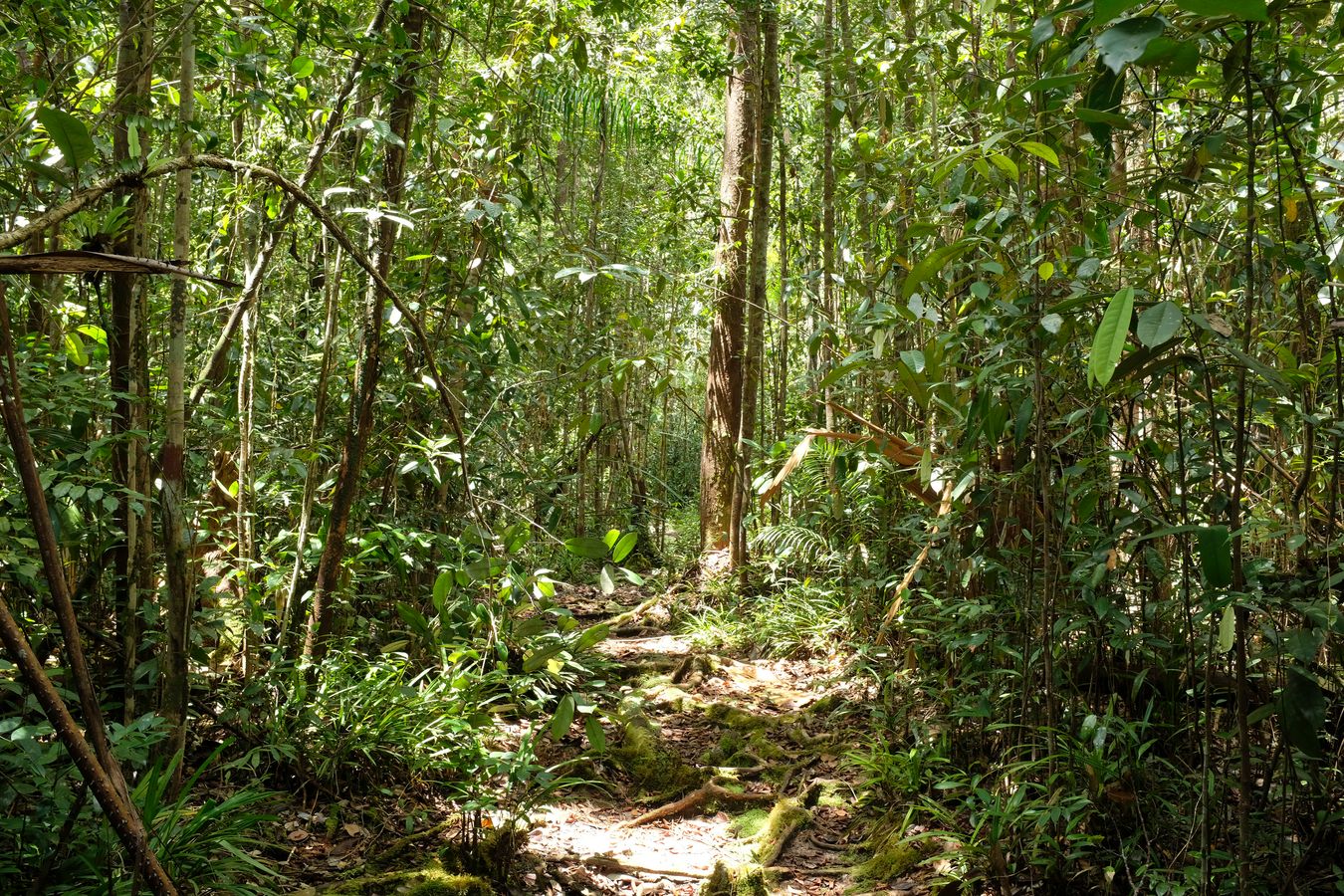 Mixed Dipterocarp Forest 