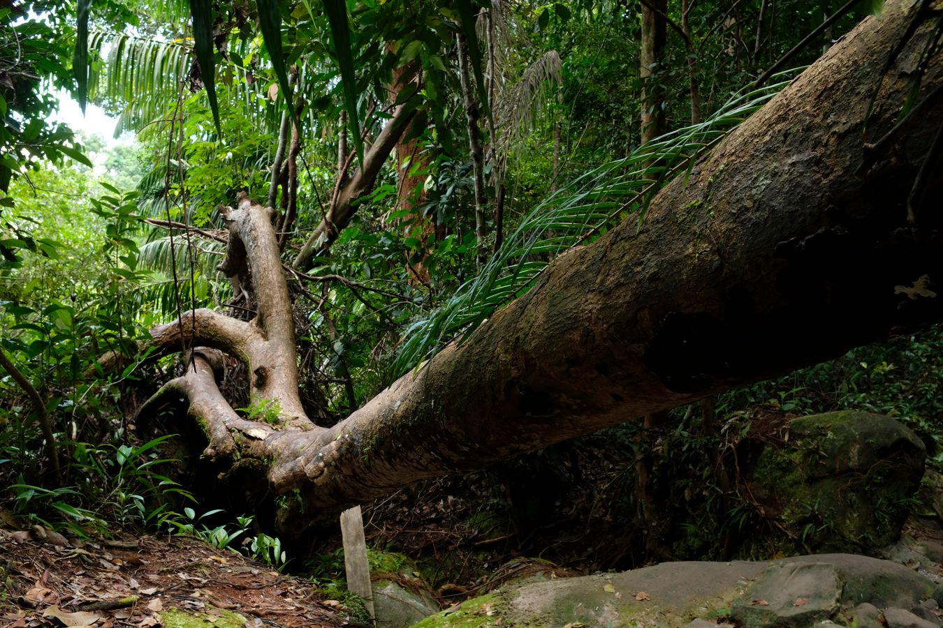 Fallen Giant Tree in the Rainforst