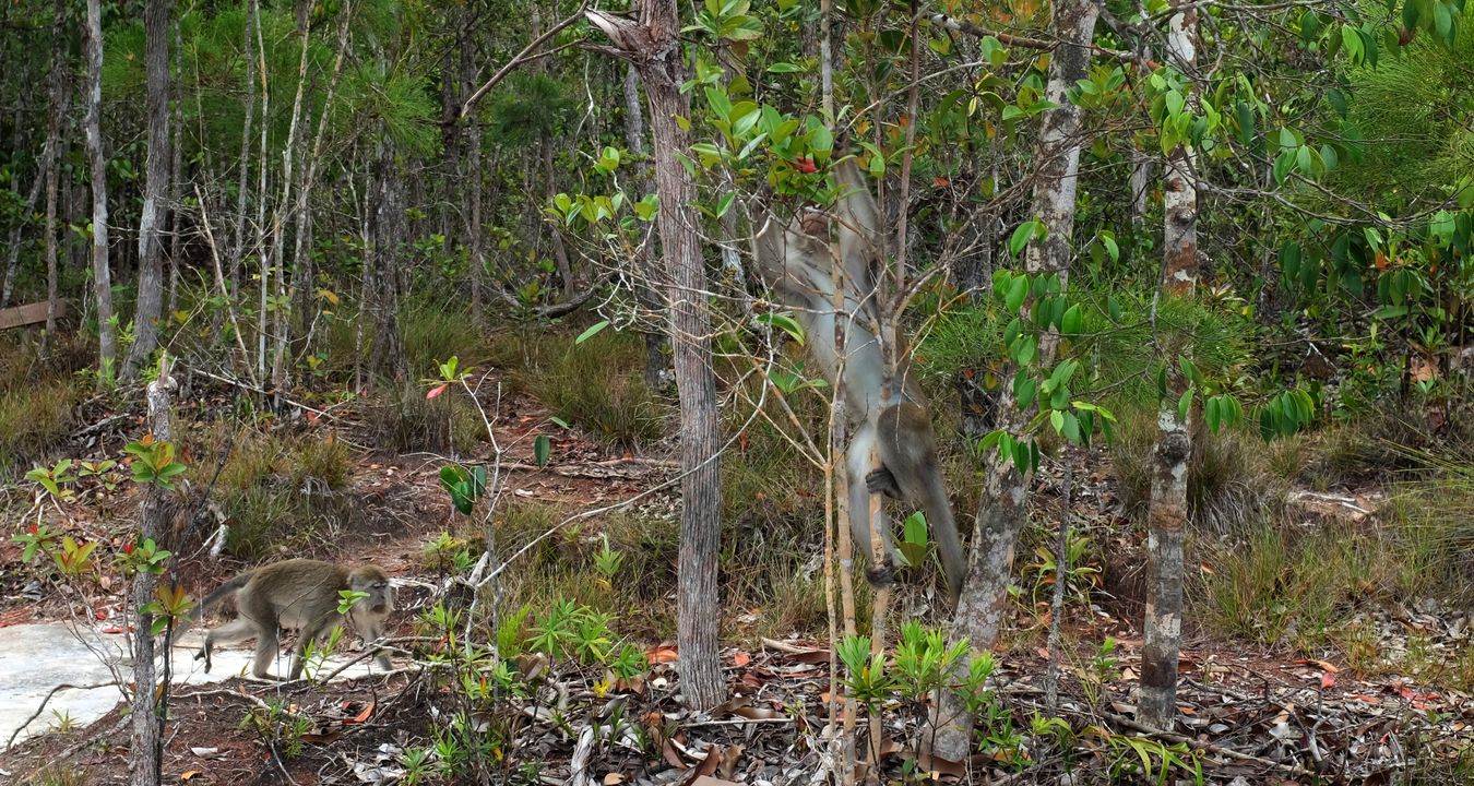 Long Tailed Macaque { Macaca Fascicularis }