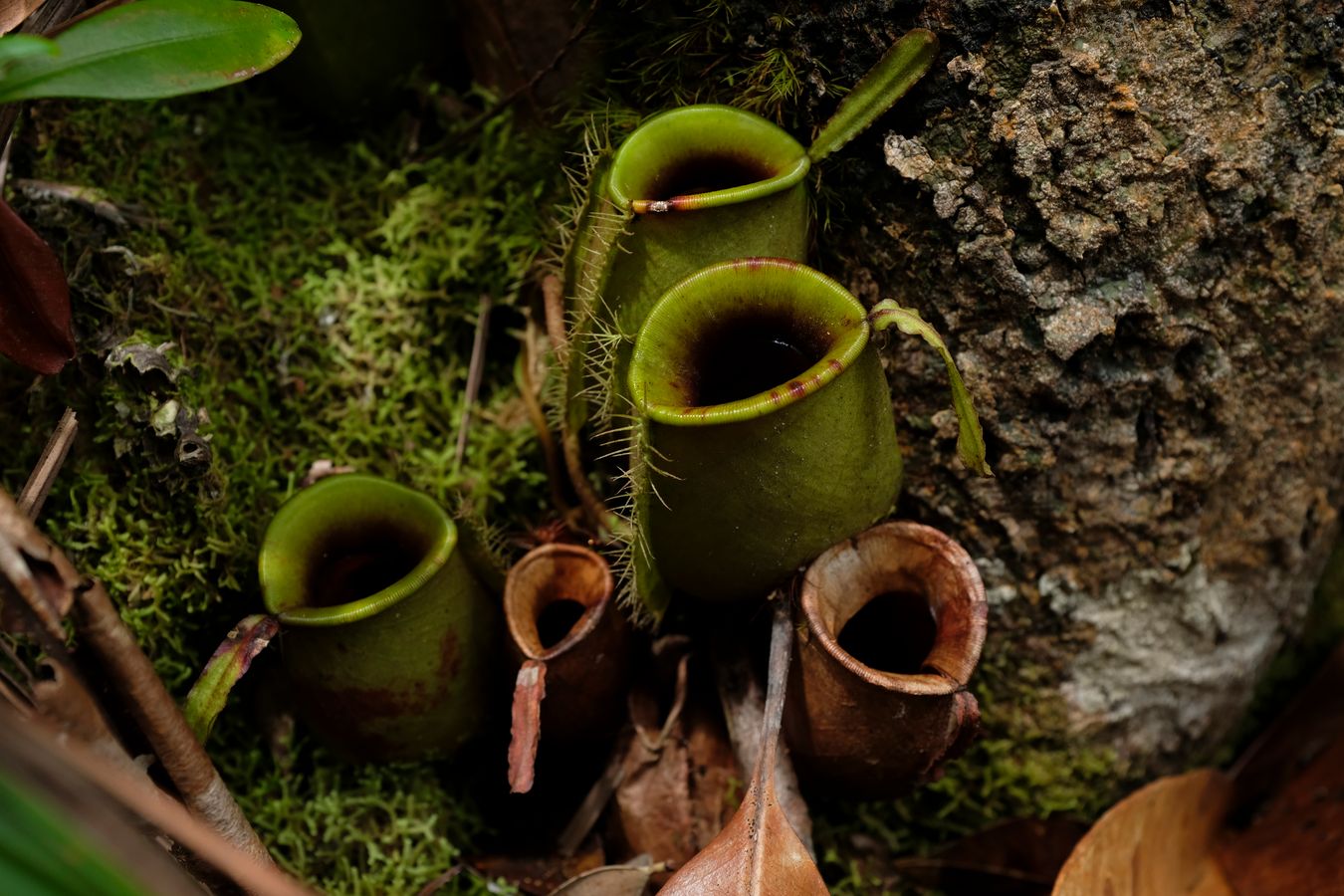 Flask-Shaped Pitcher Plant { Nepenthes Ampullaria }