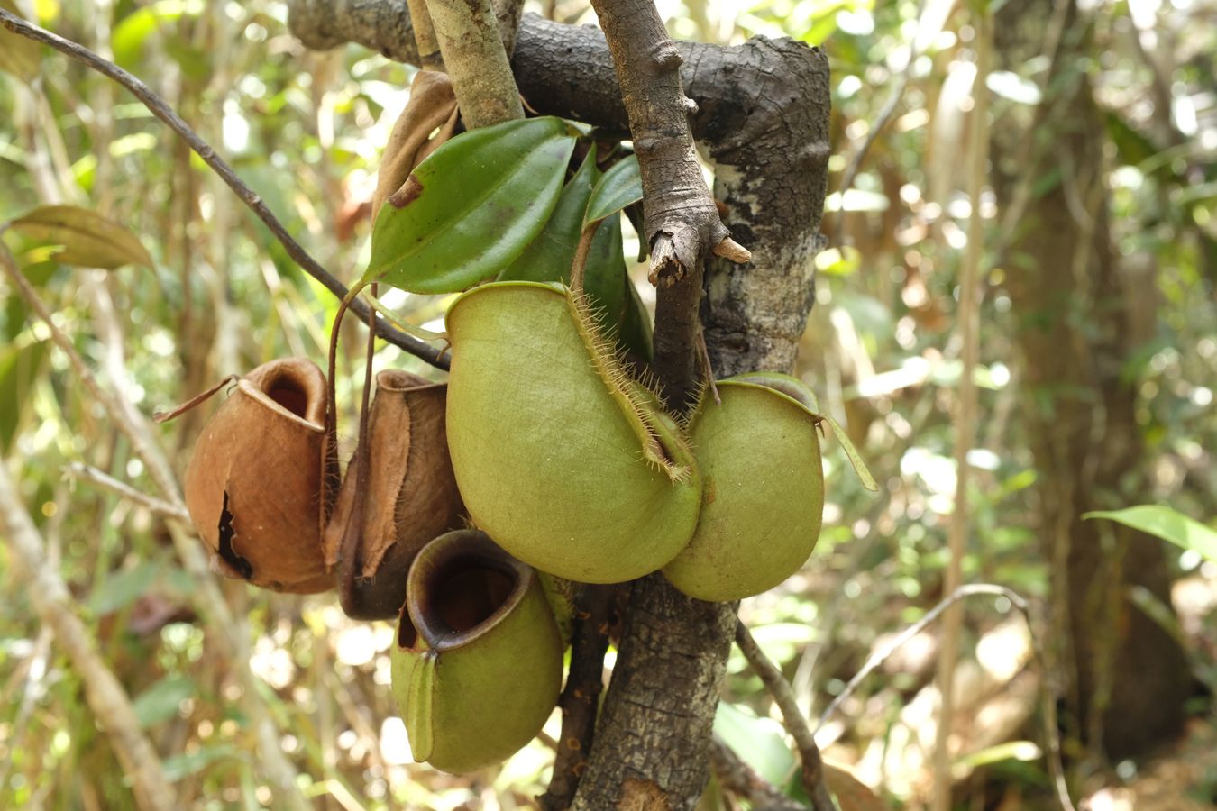 Flask-Shaped Pitcher Plant { Nepenthes Ampullaria }