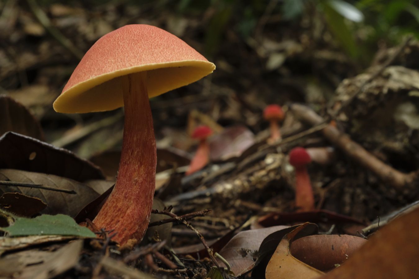 Probably Hortiboletues { Boletaceae }