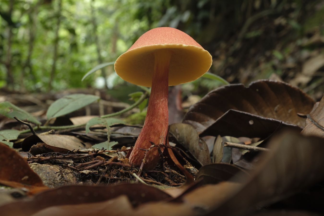 Probably Hortiboletus { Boletaceae }