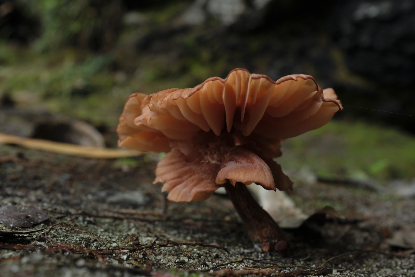 Laccaria Fungus { Probably Hydnangiaceae }