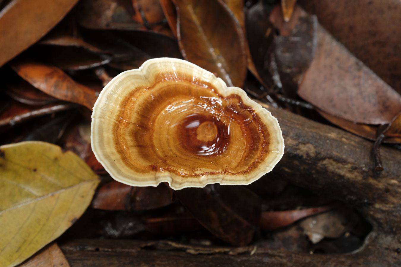 Yellow-Footed Polypore Fungus { Microporus Xanthopus }