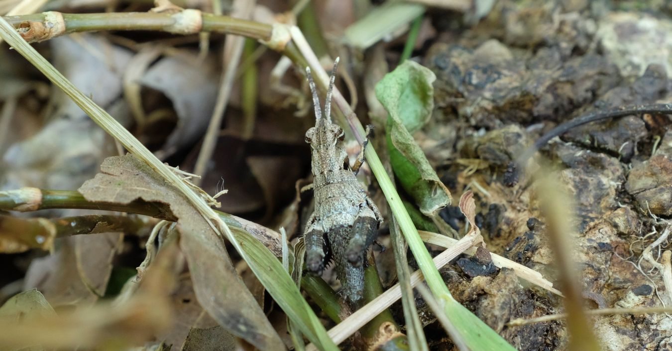 Groundhopper { Tetrigidae Tetrigoidea }