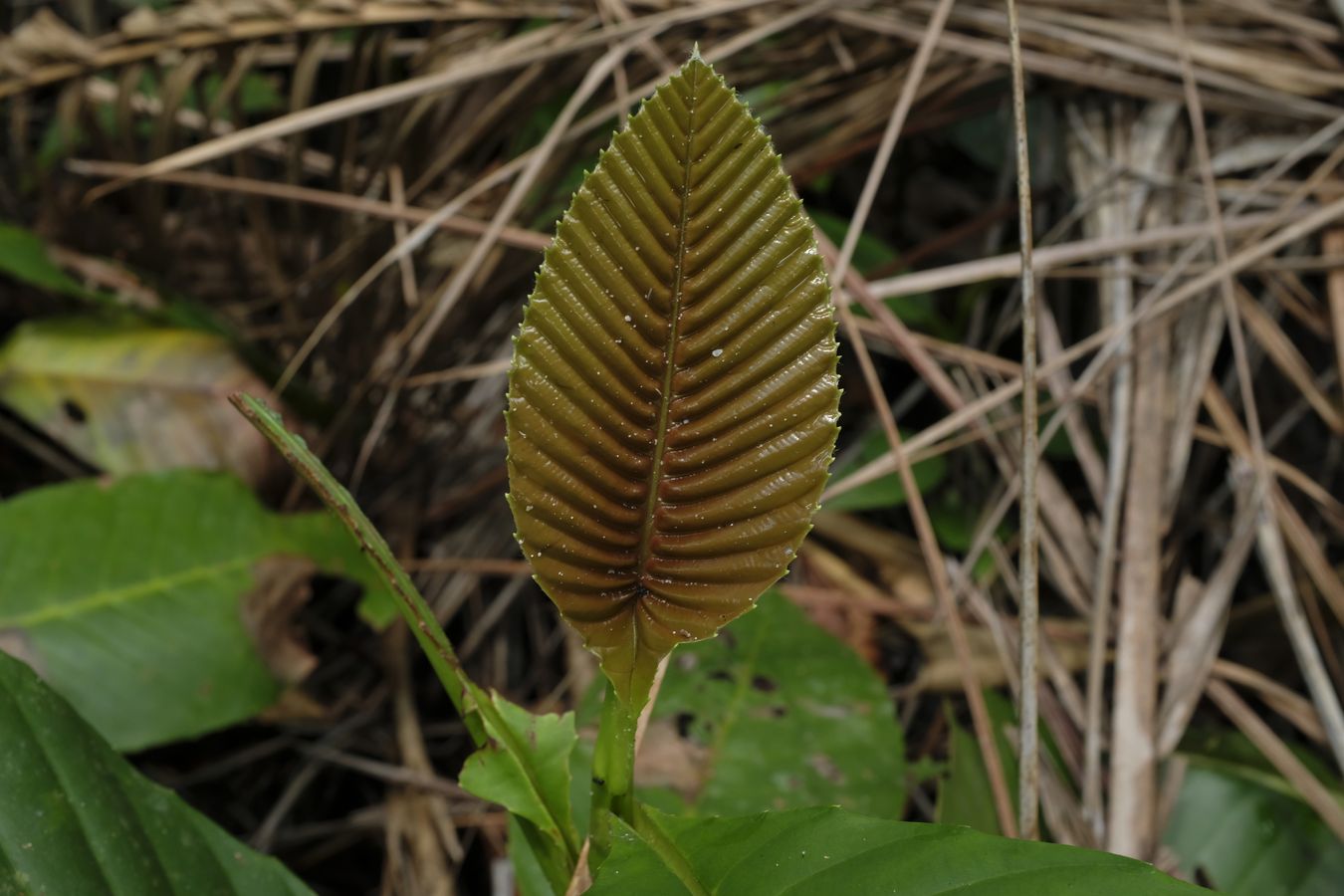 Air-Simpoh Plant Leaf { Dilleniaceae Suffruticosa }