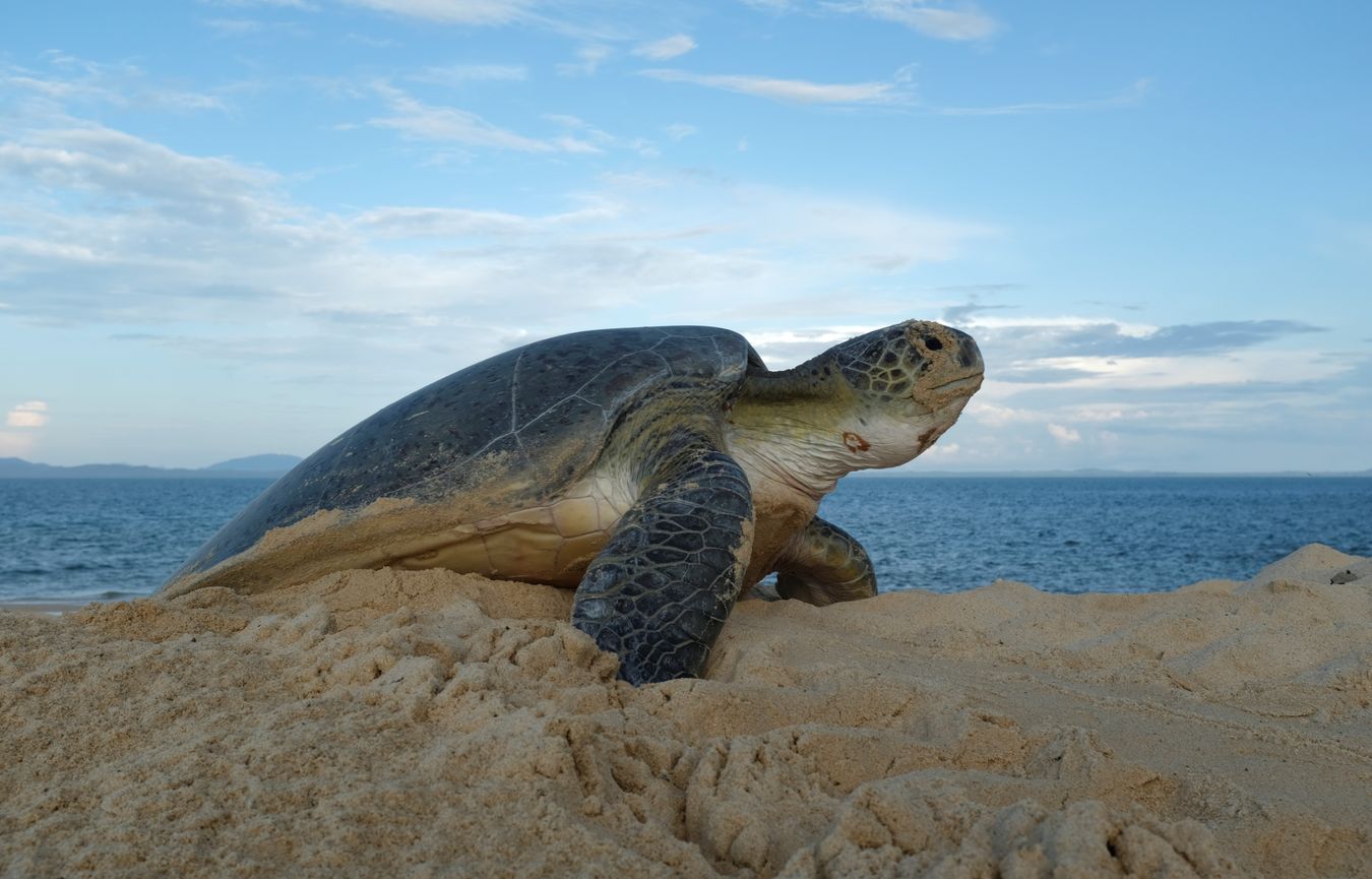 Early in the morning a green turtle has finished laying its eggs and rest for a moment on top of a small dune before returning to the ocean.