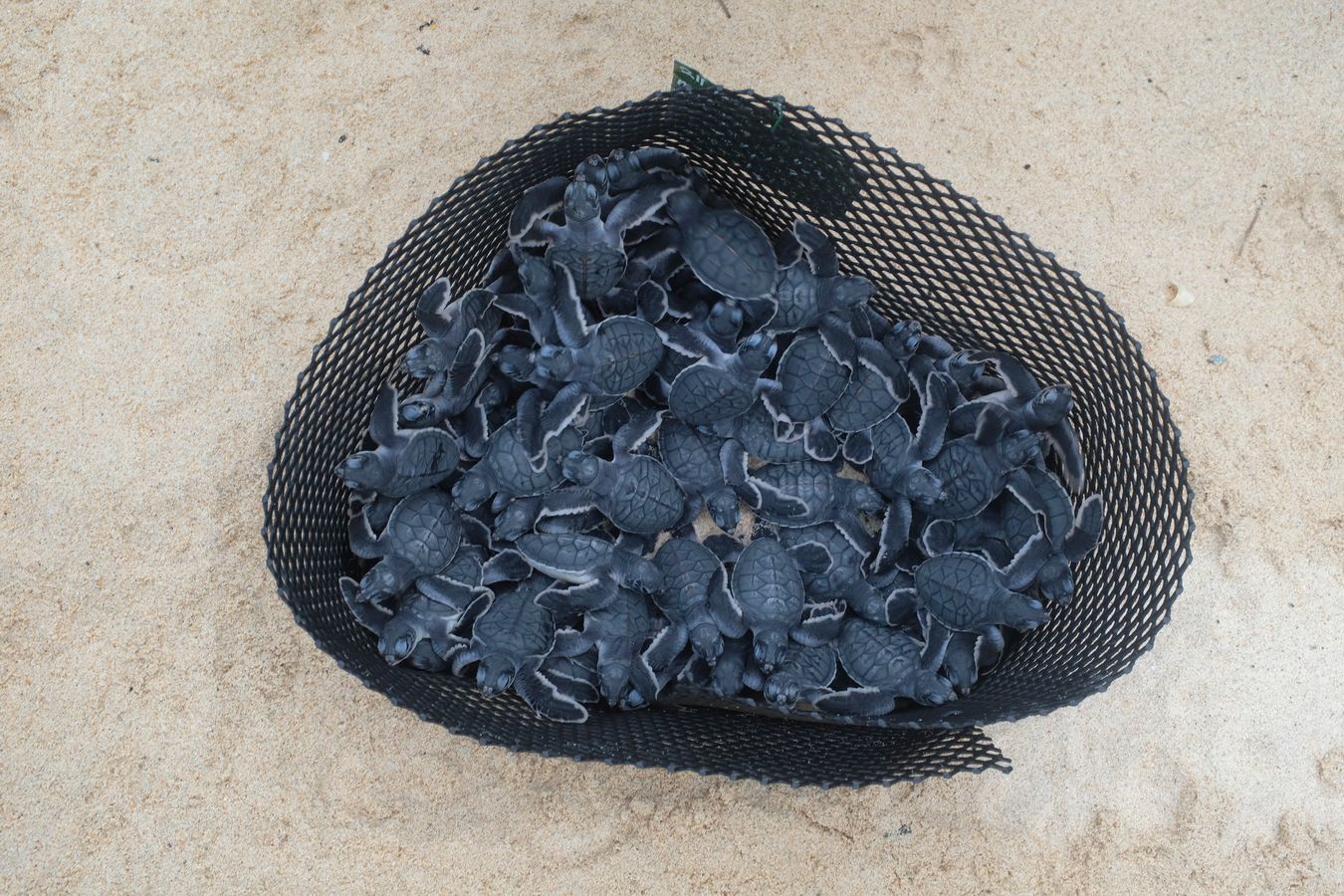 Dozens of recently hatched green turtles in an individual hatchery net.