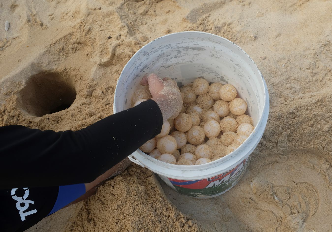 The ranger deposits the eggs recently taken from the place where the green turtle spawned and deposits them in a hole inside the hatchery.