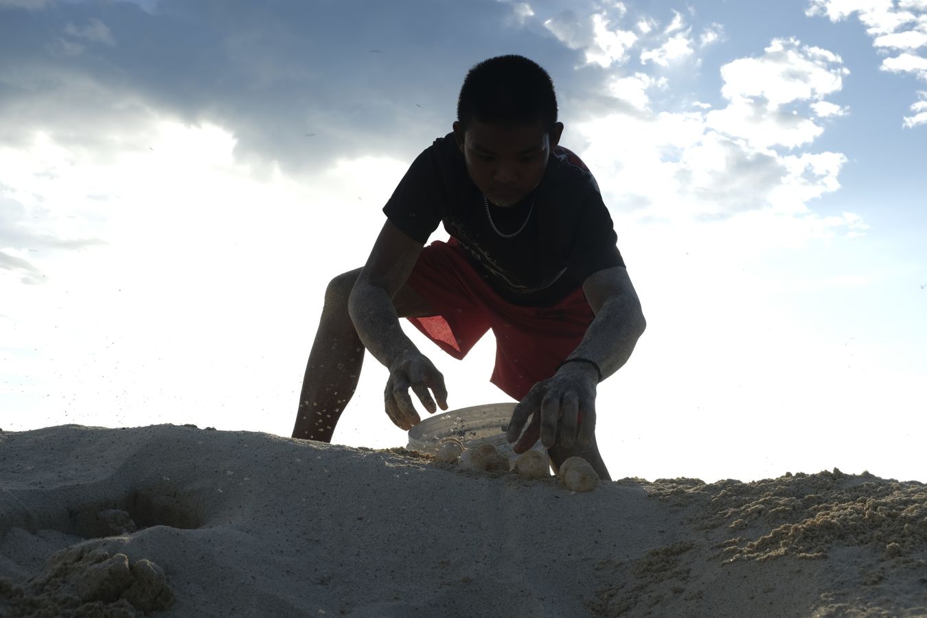 Boy apprentice ranger collects freshly dug up green turtle eggs early in the morning to transport them to the hatchery.