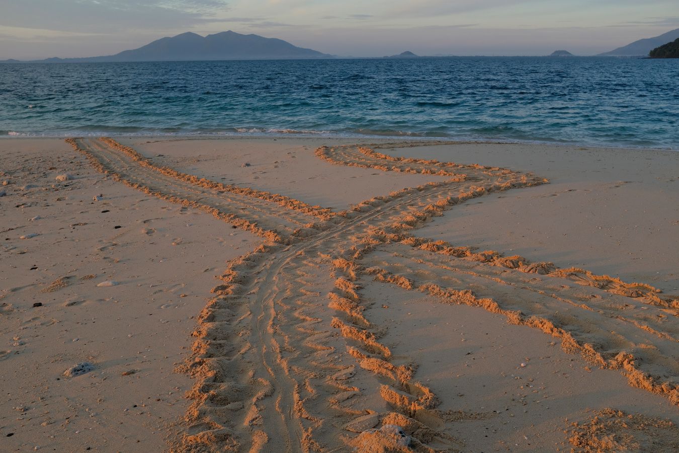 Footprints in the sand of turtles returning to the ocean after laying eggs.