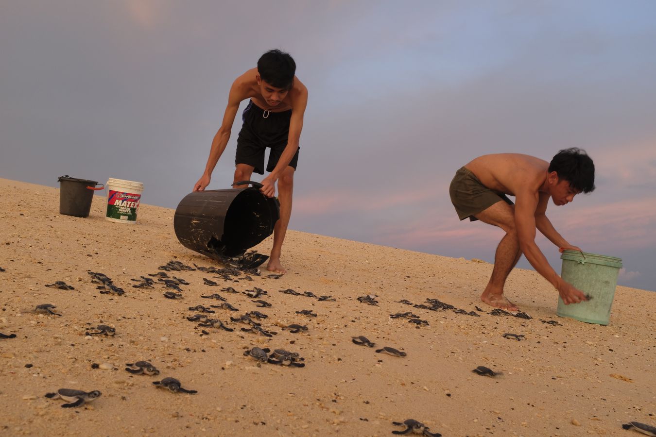 Aldrin and Aidil ranger and controller of LPP respectively, who just before nightfall release hundreds of baby turtles born that same day in the hatchery.