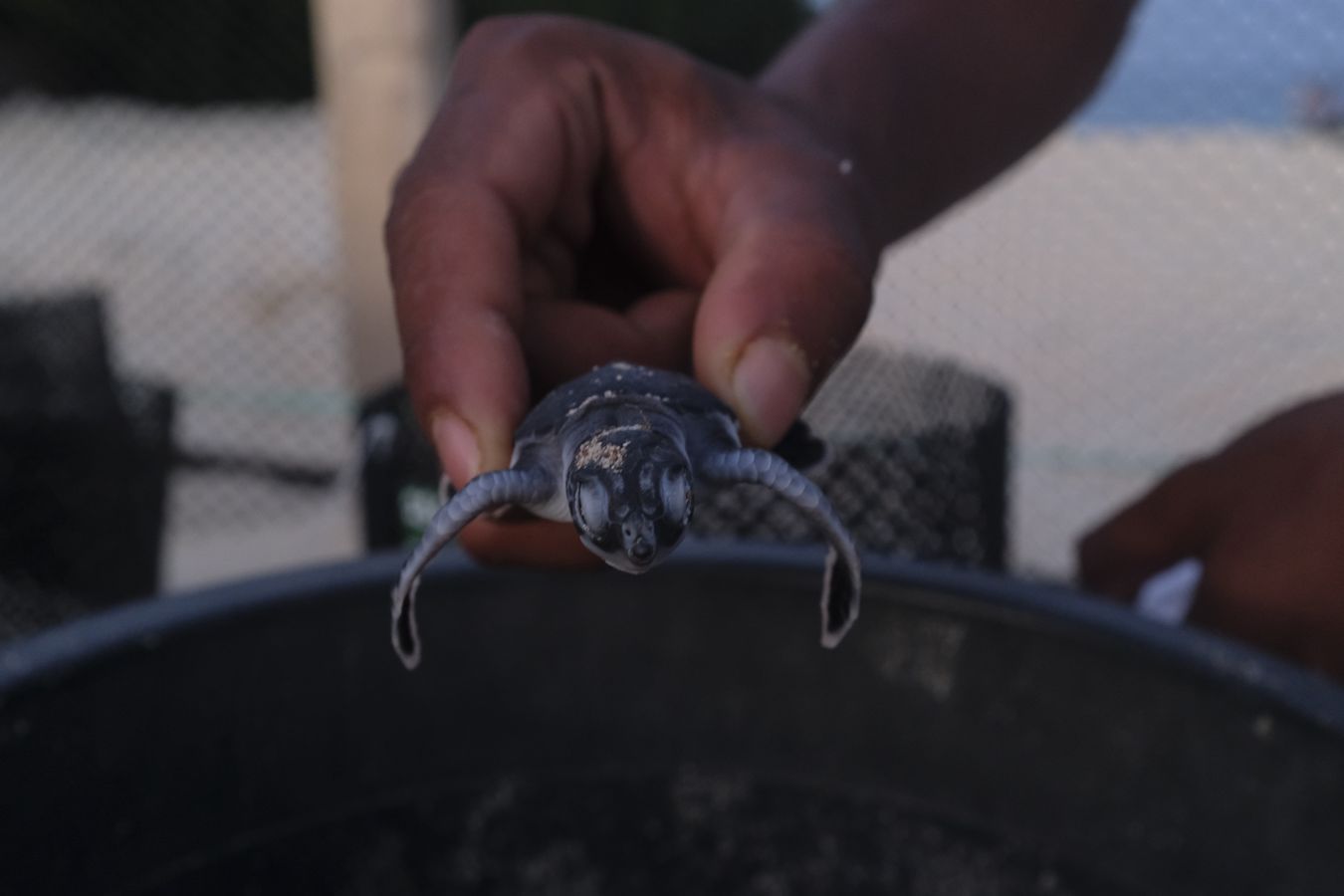 A newborn green turtle.