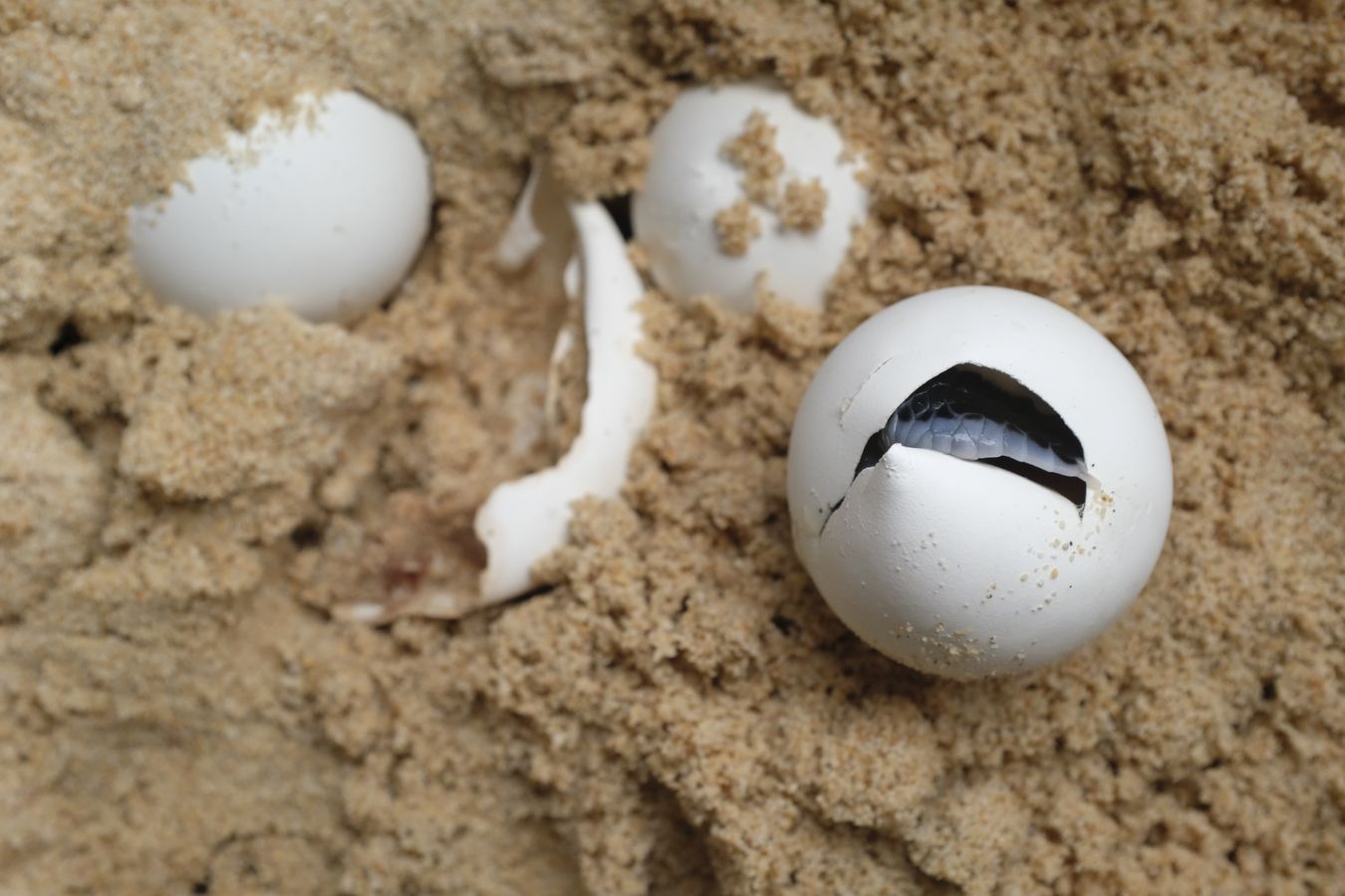 Front flipper breaks and just appears in the egg of the green turtle yet to be born.