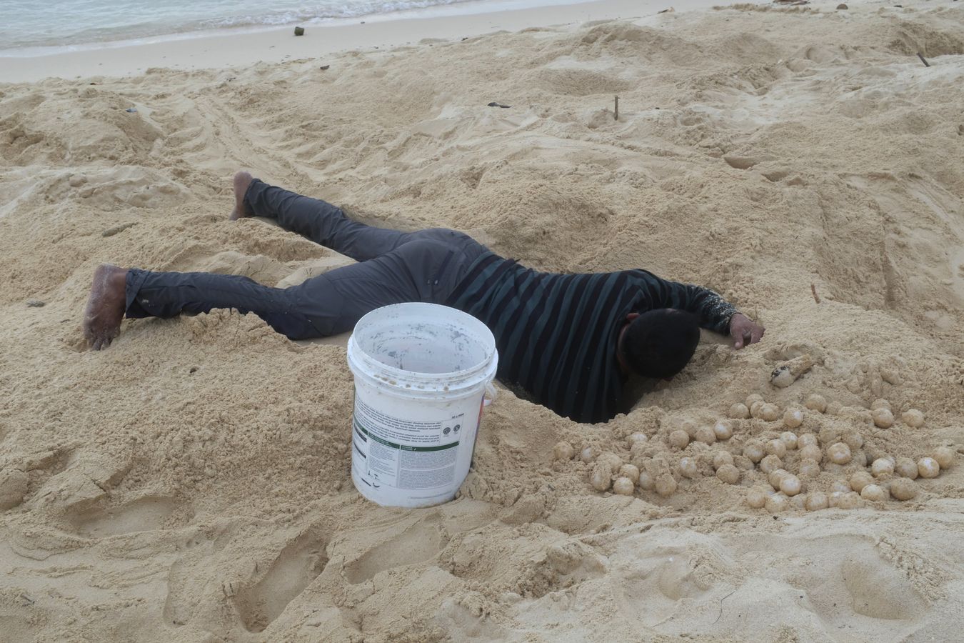 Early in the morning, a ranger collects the eggs that a sea turtle laid the night before.