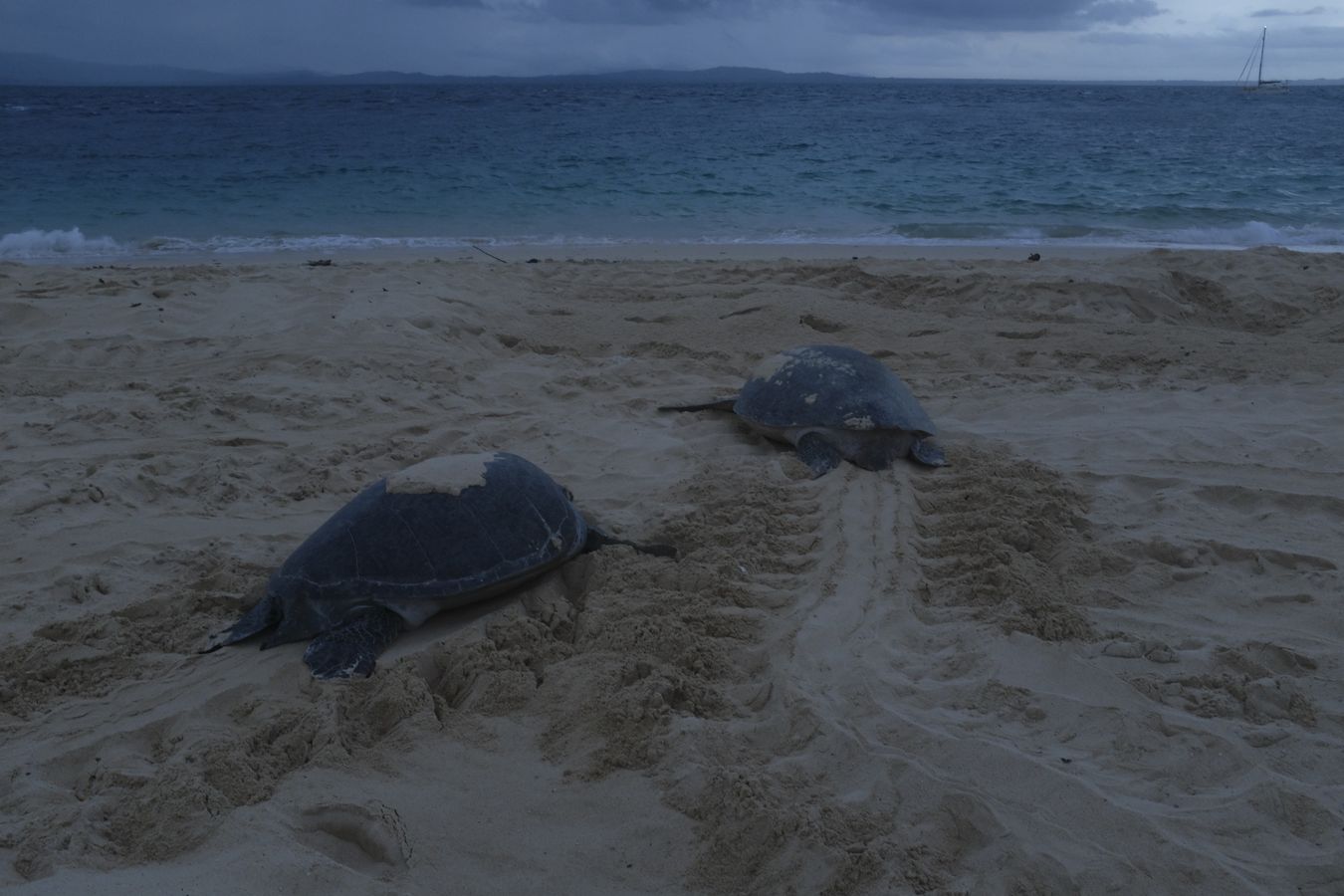 A dawn, two green turtle return to the ocean after laying their eggs.