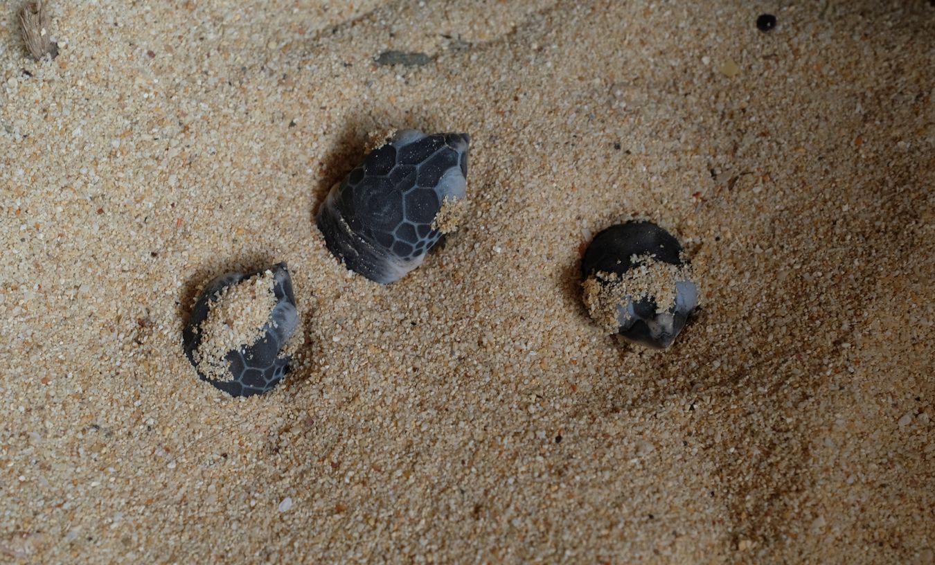 The heads of three newborn green turtle appear in the sand of their individual hatchery.
