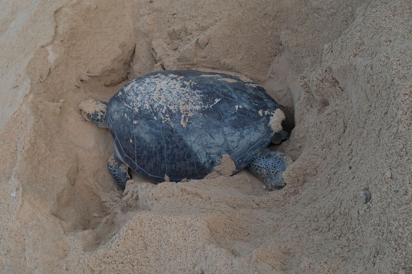 Green turtle spawning.