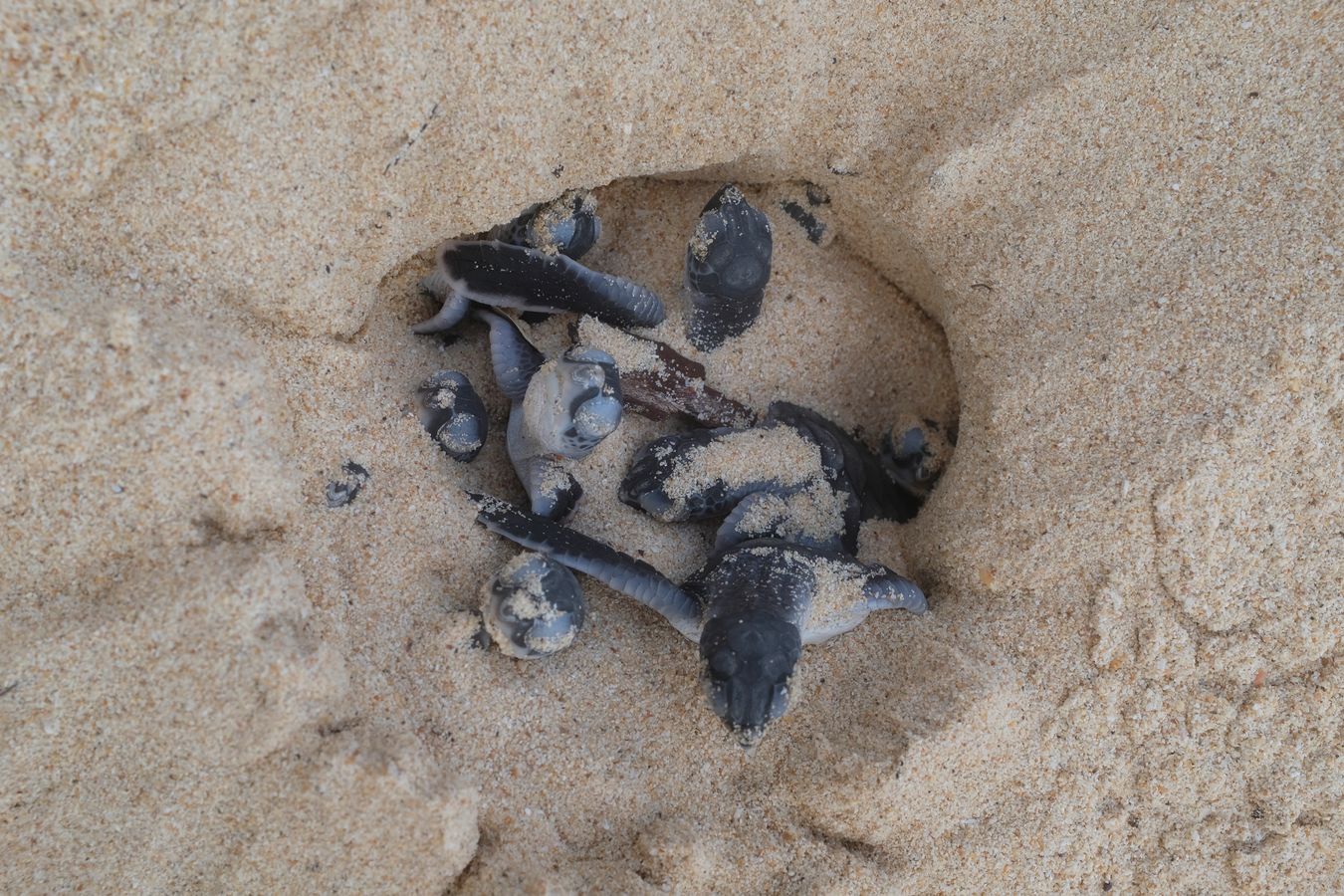 Newborn green turtle emerging from the sand, hatched naturally on the beach.