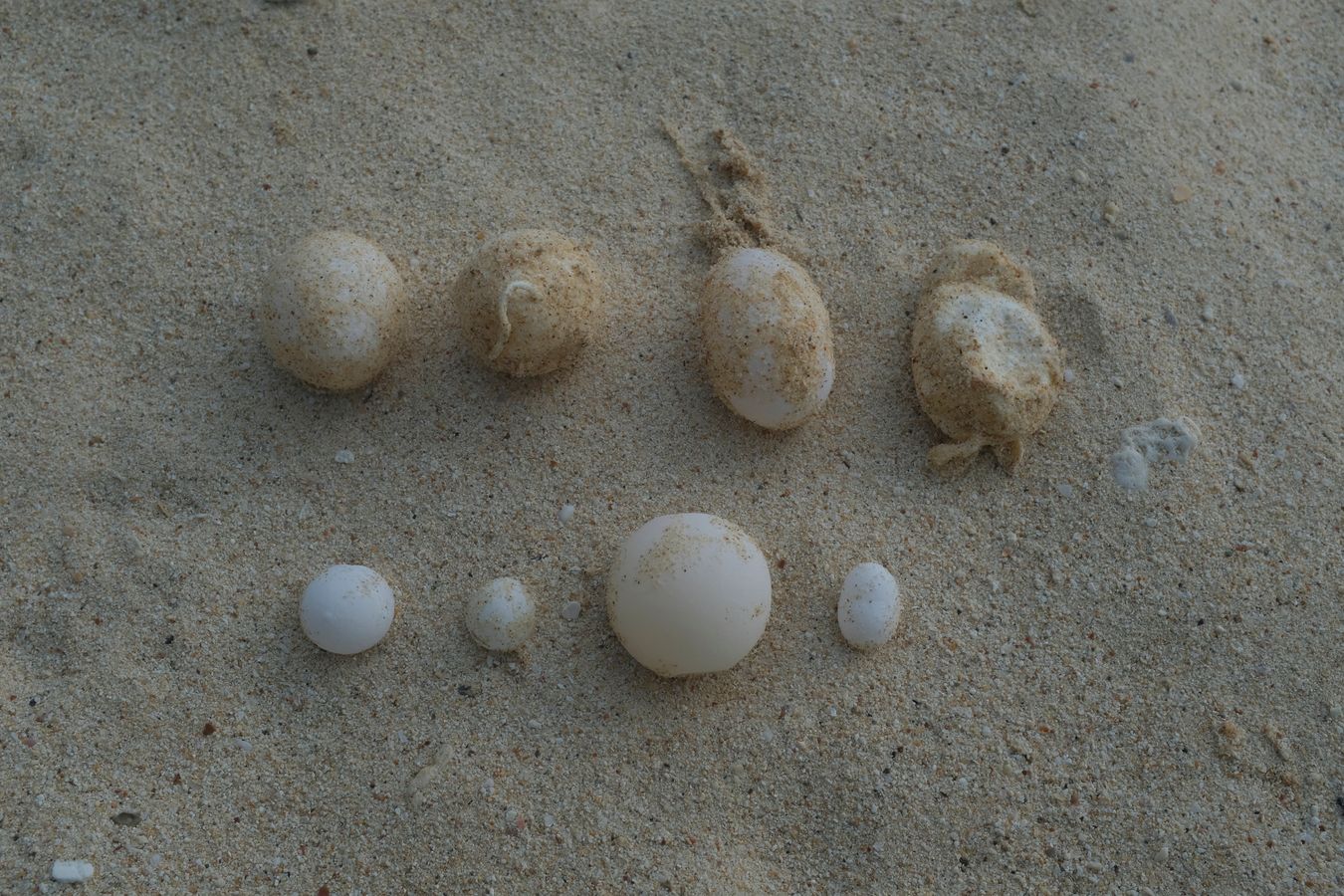Different deformed green turtle eggs, only the first one on the left has the normal size, color and shape.