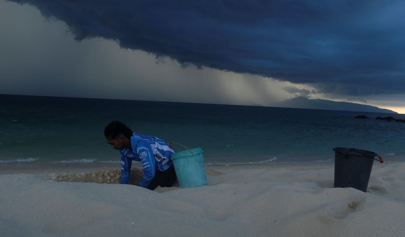 Ranger removes eggs from the nest where a green turtle laid them under a lush stormy sky.