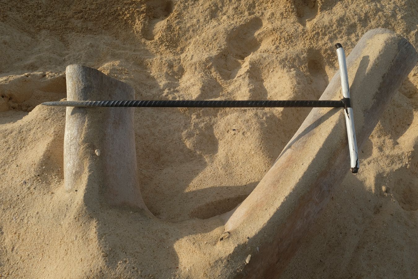 Iron tool made to measure in an artisan way that the rangers use to locate the exact place where the nest with the sea turtle eggs are.
