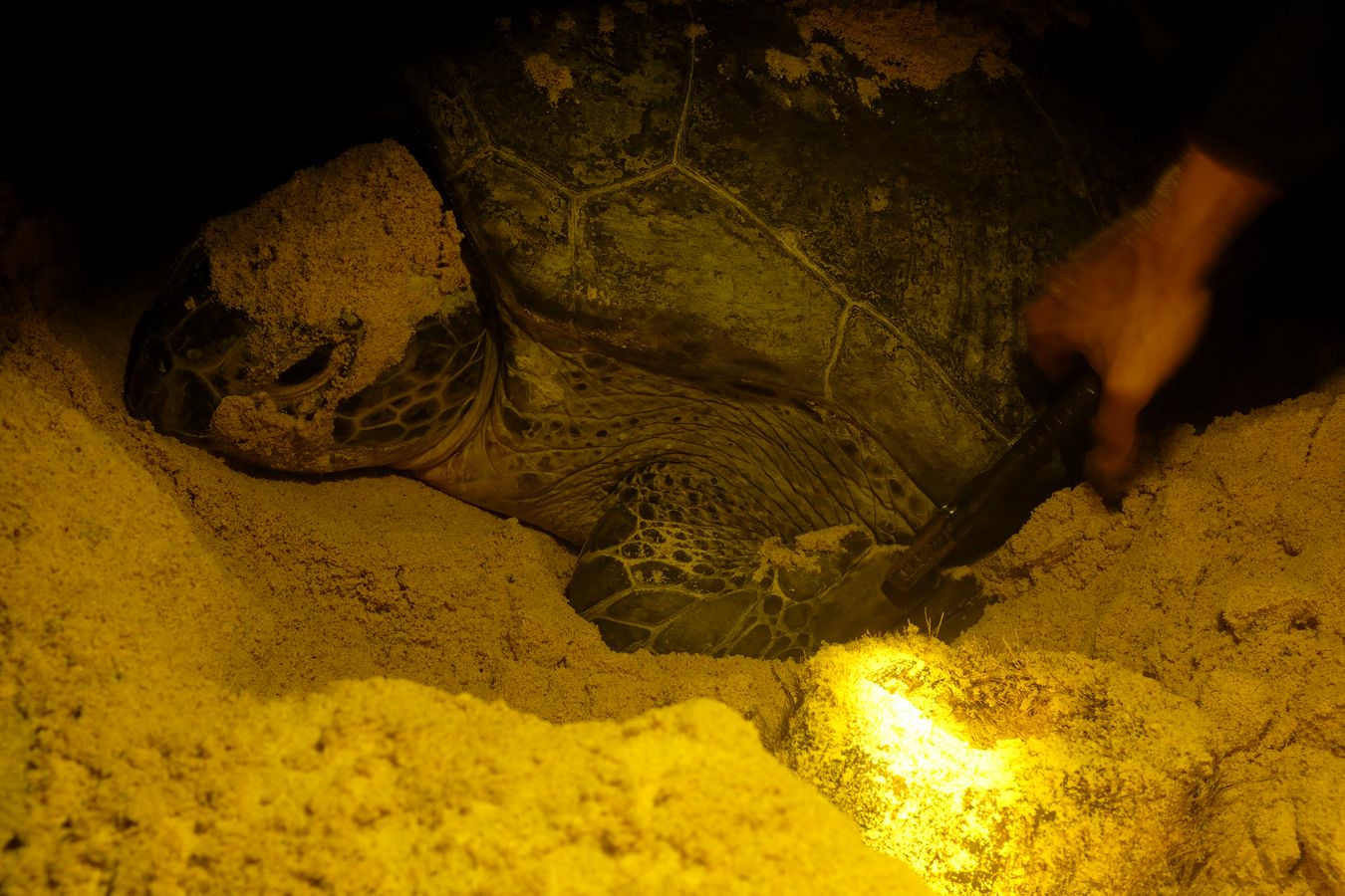 Ranger pierces and insects into the left front flipper of a green turtle a small metal plate with its registration number. 